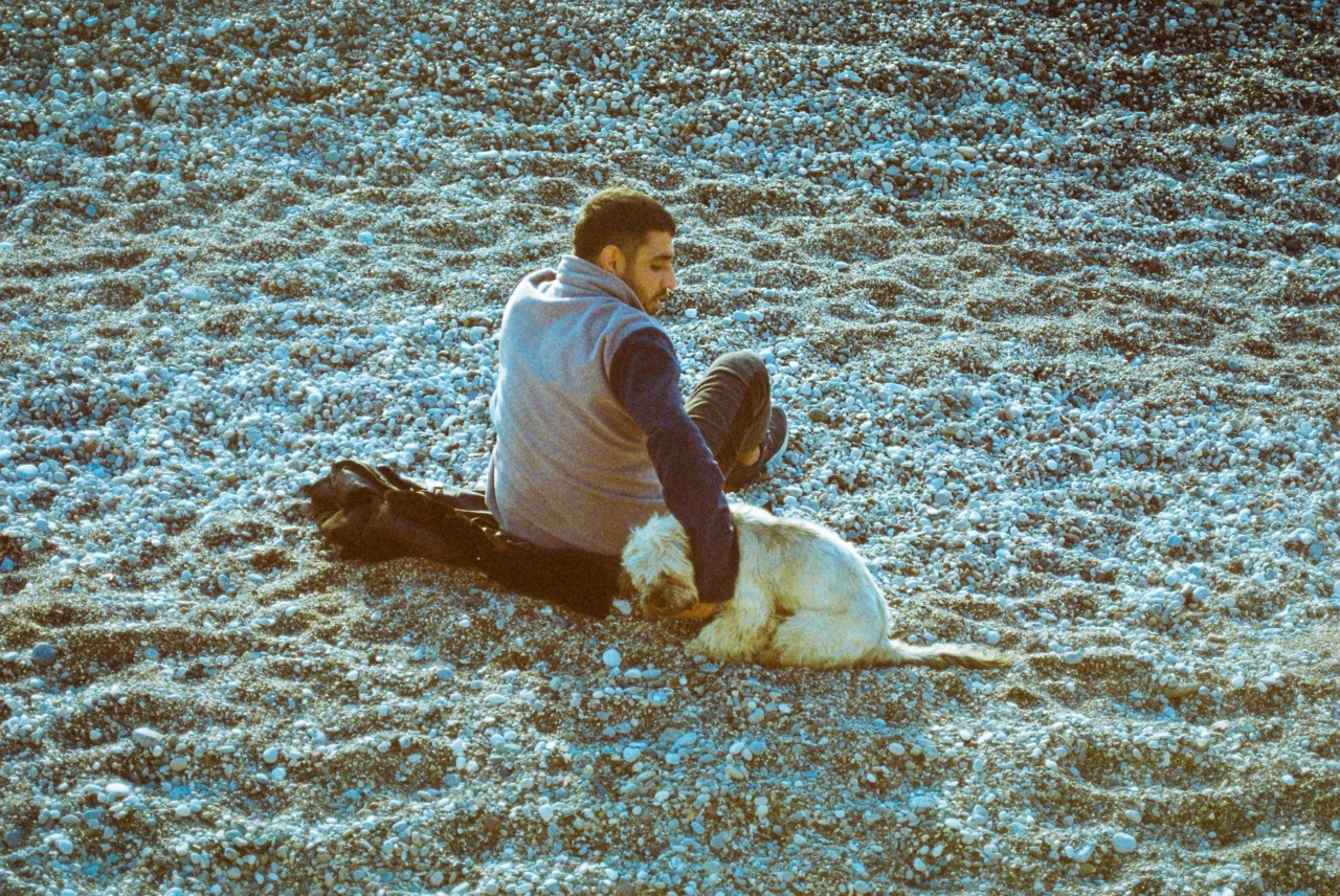 9 safety tips for taking your dog to the beach