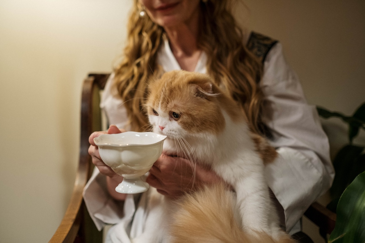 What to Feed Your Kitten for Optimal Health