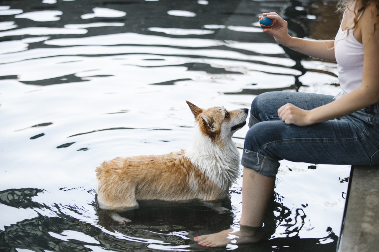 How to teach your dog to swim
