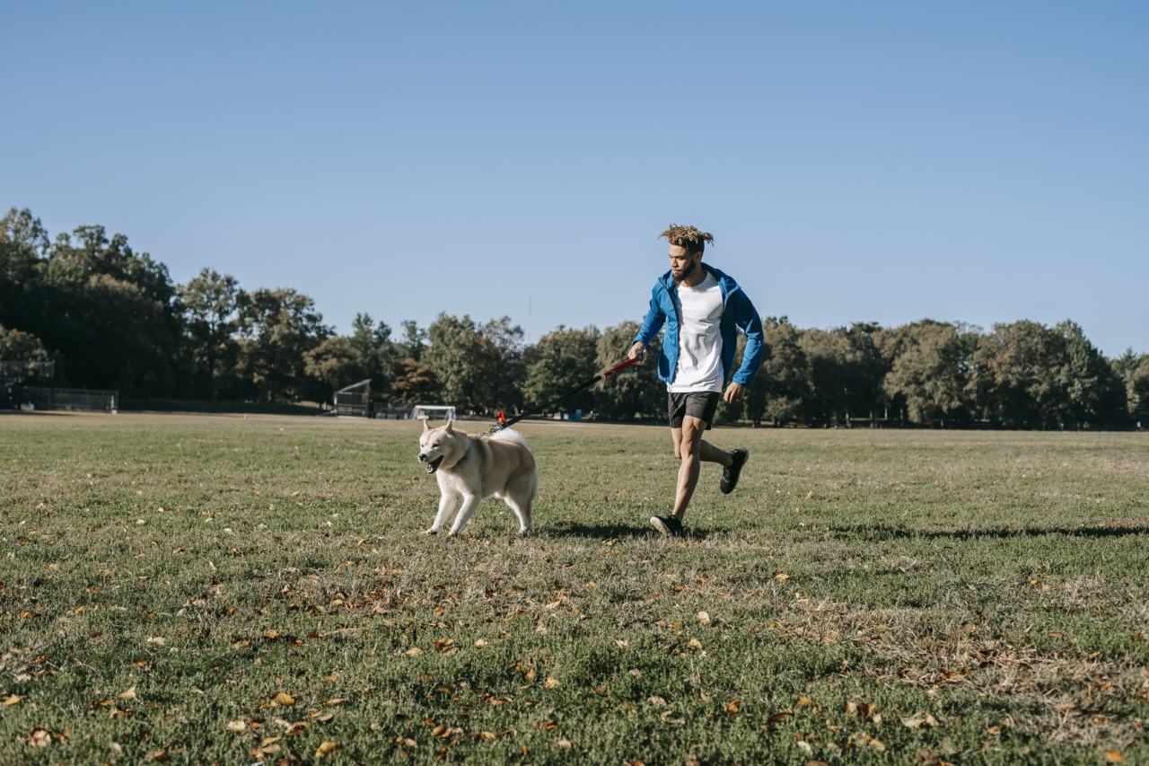 Training Methods for Socializing Adult Dogs