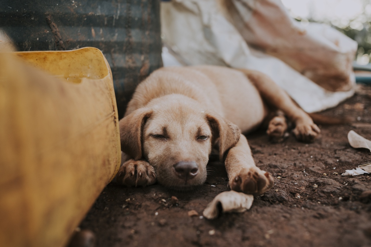 How to help abandoned puppies survive