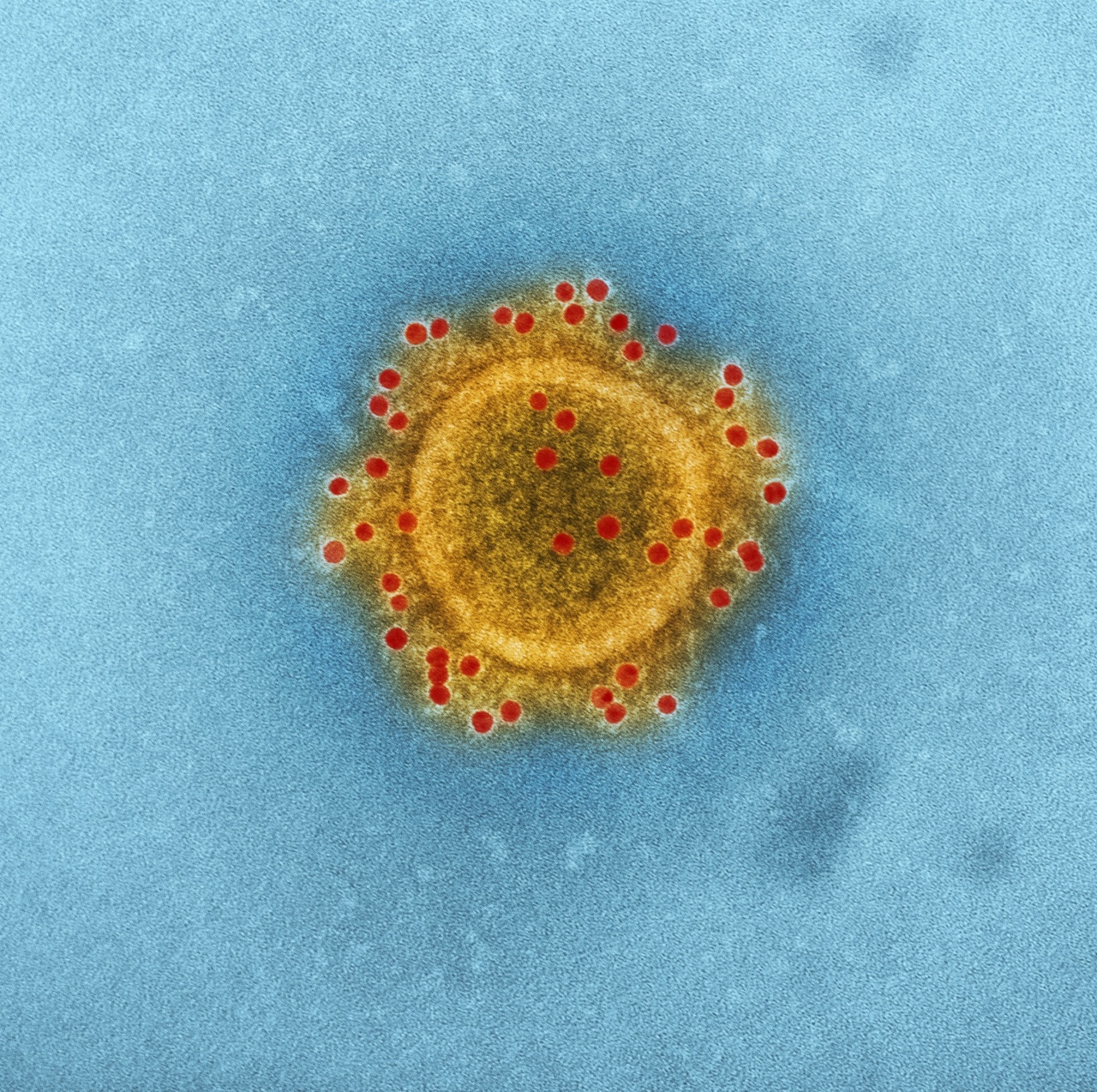 Banana’s nutritional breakdown in microscopic analysis