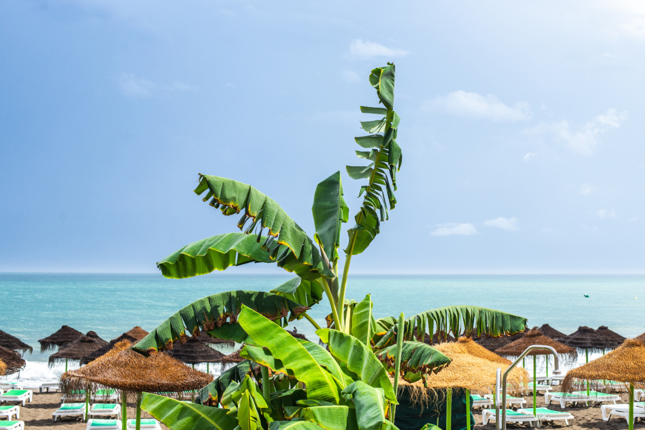 Promote relaxation with bananas