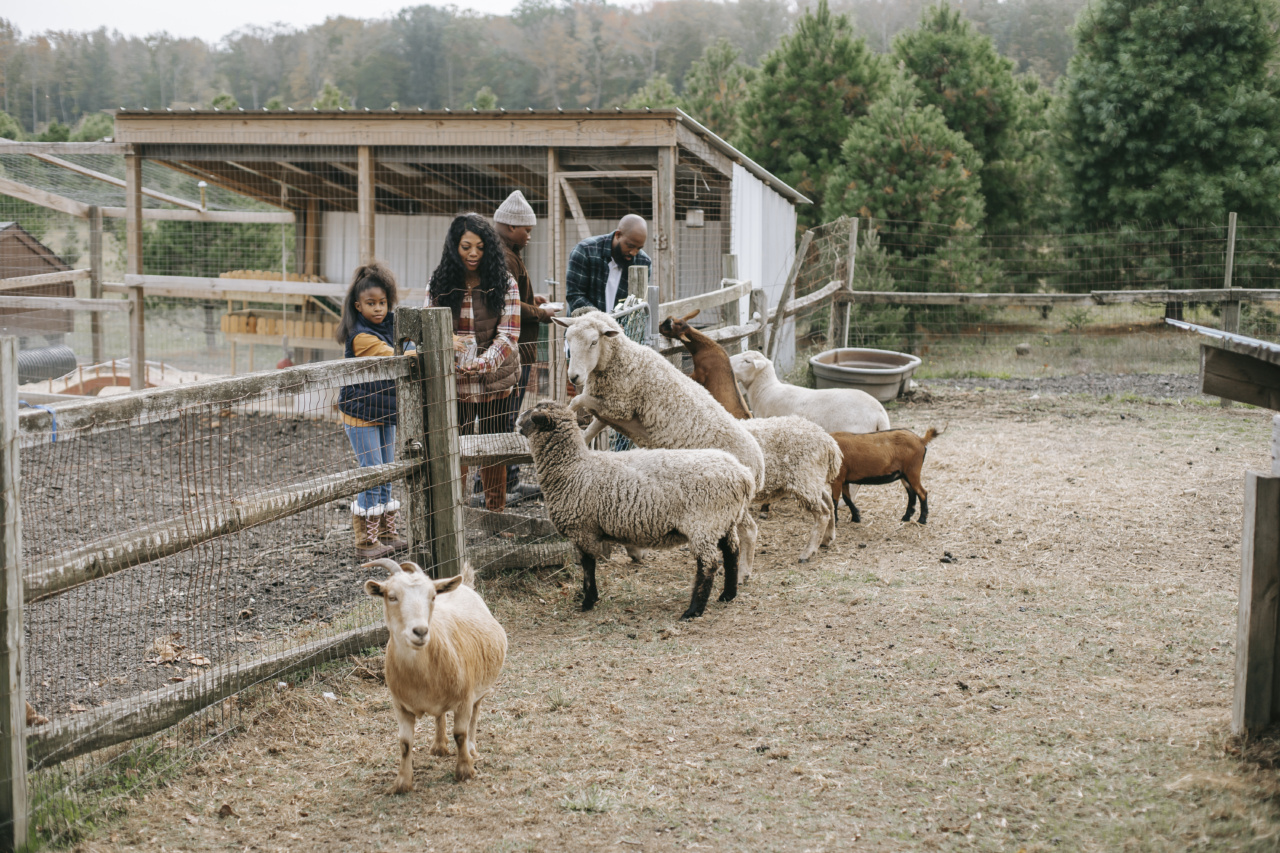 Homer the Crafty Sheep Guardian Hunting for a Family