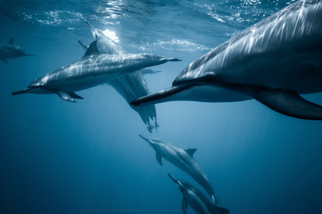 Unlocking the health benefits of swimming with dolphins