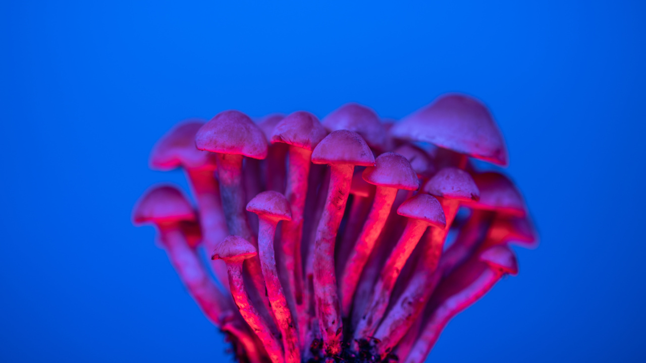 Exploring the benefits of psychedelic fungi