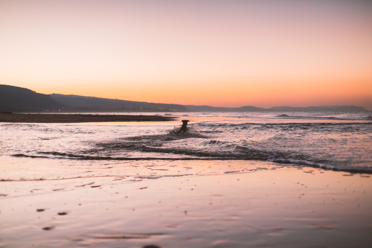 An amazing dog survived a 217 kilometer swim