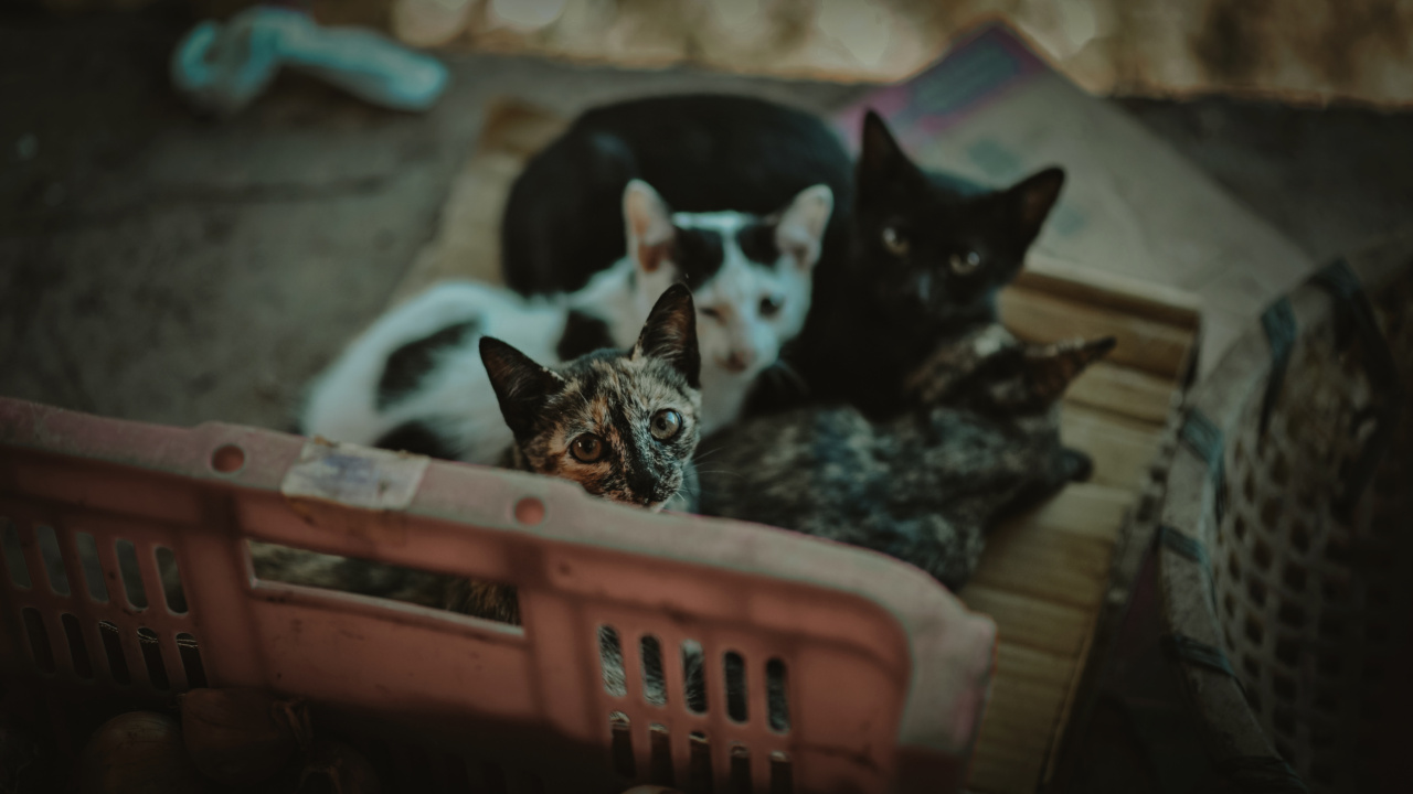 Tips for raising an abandoned baby kitten