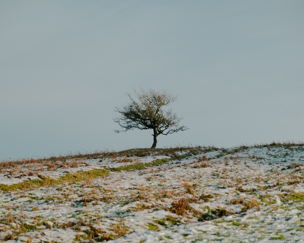 10 herbs to boost your immunity this winter