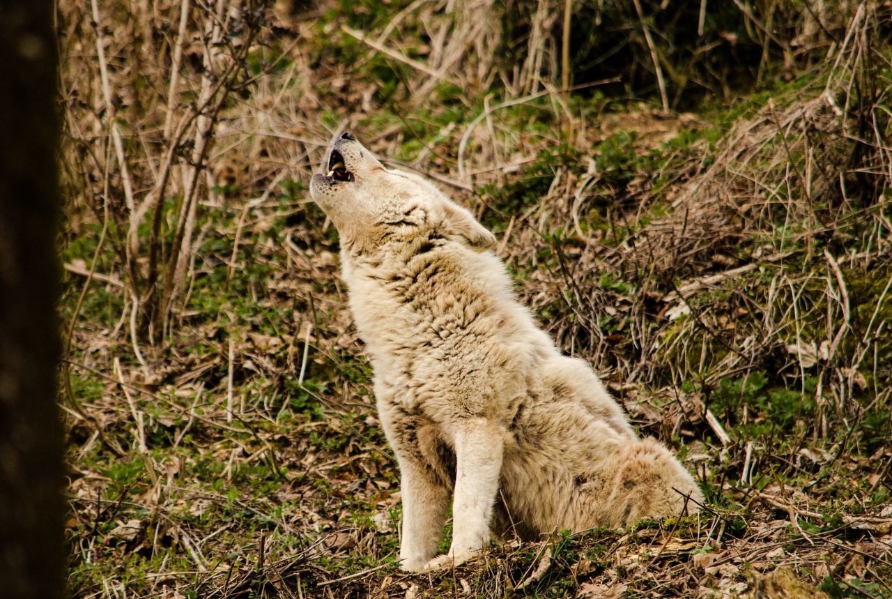 Your furry friend’s emotional world – a guide to better communication