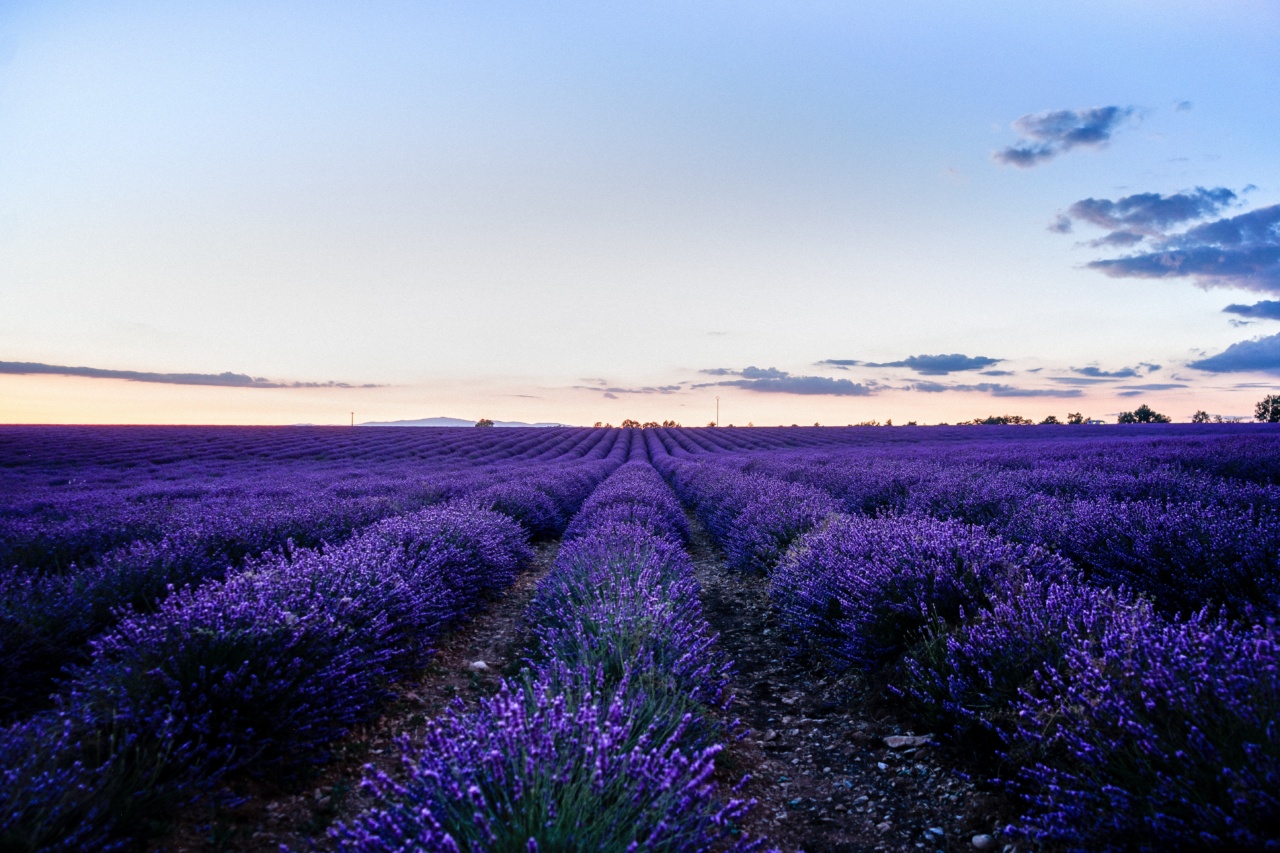 Lavender: The natural aroma of beauty!