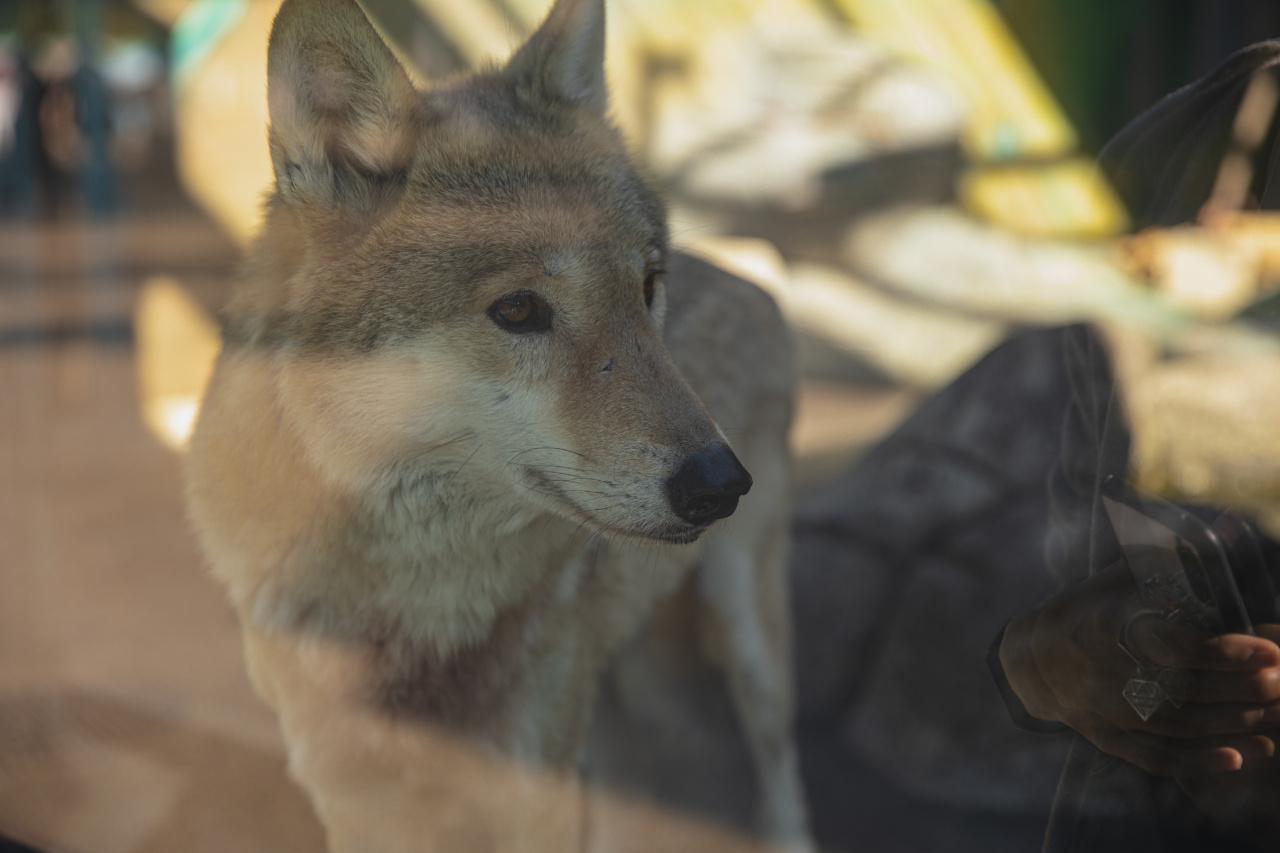 Early life stress amplifies lupus erythematosus wolf