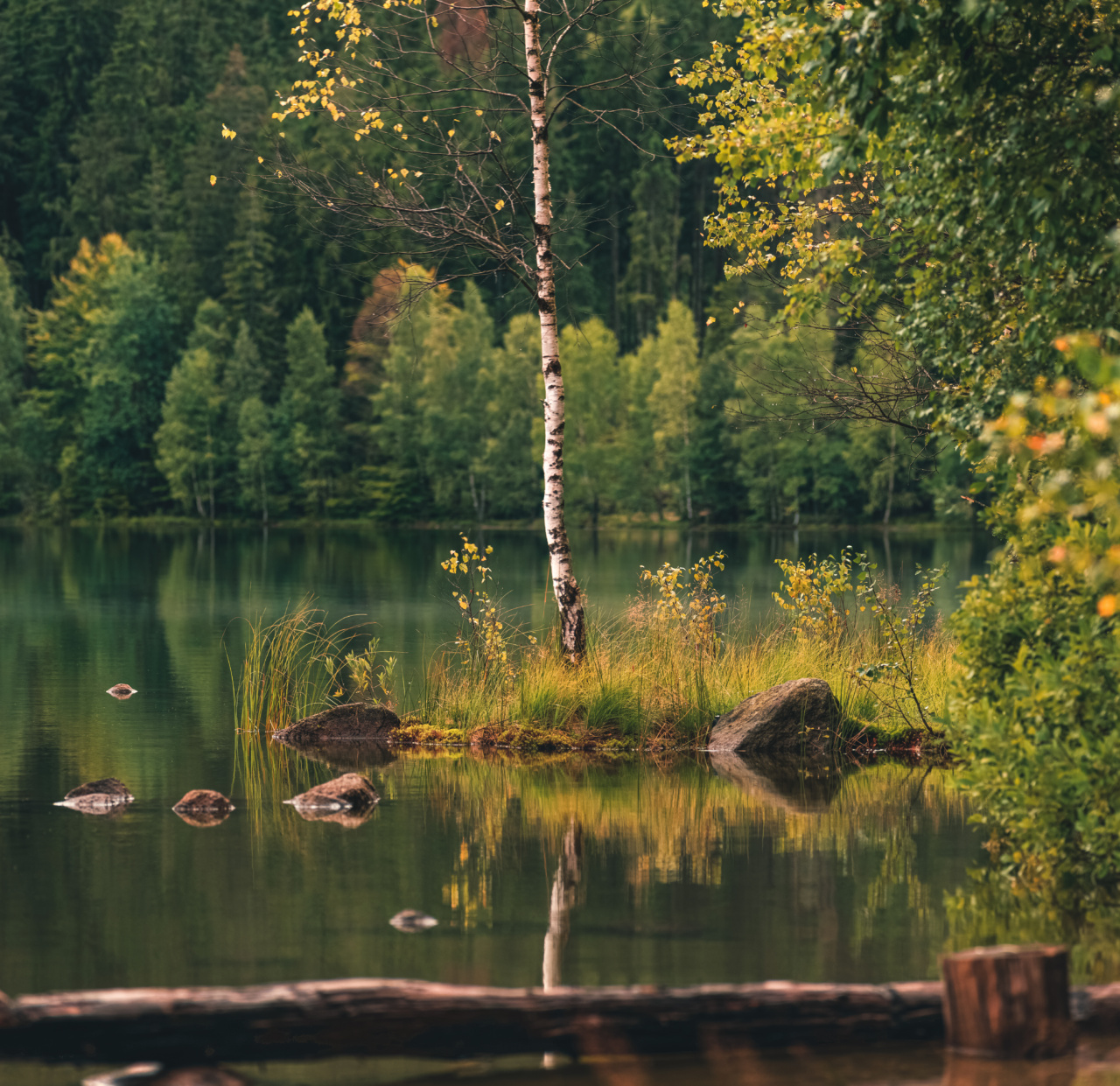 Birch Water for Detoxification: Is It Effective?