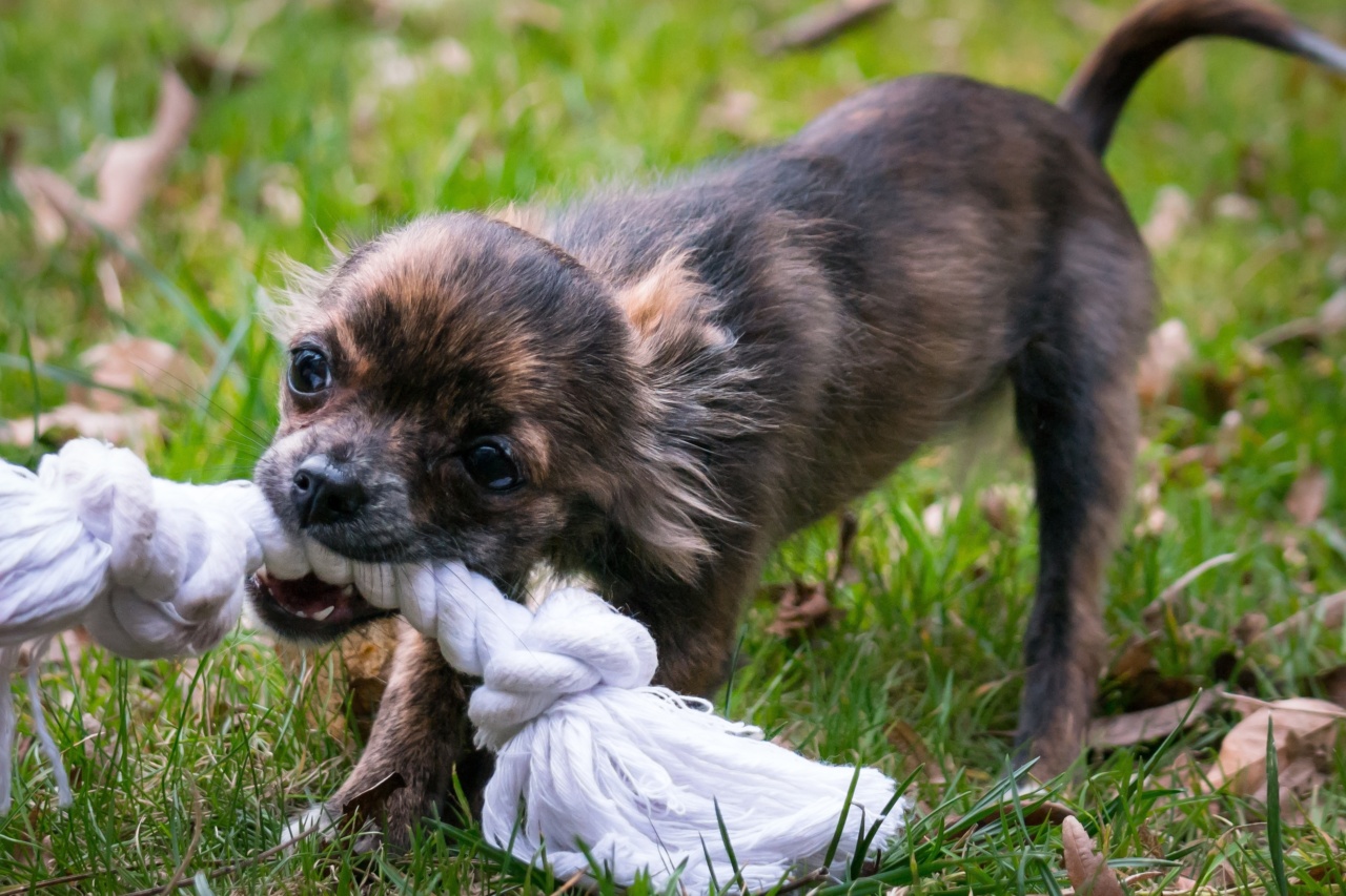 Managing your dog’s bite risk