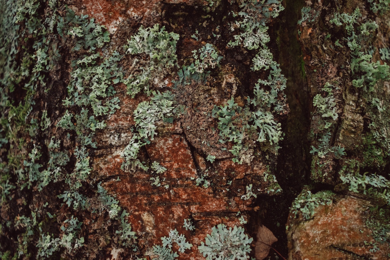 The Rise of Candida Auris: A Potentially Lethal Fungi