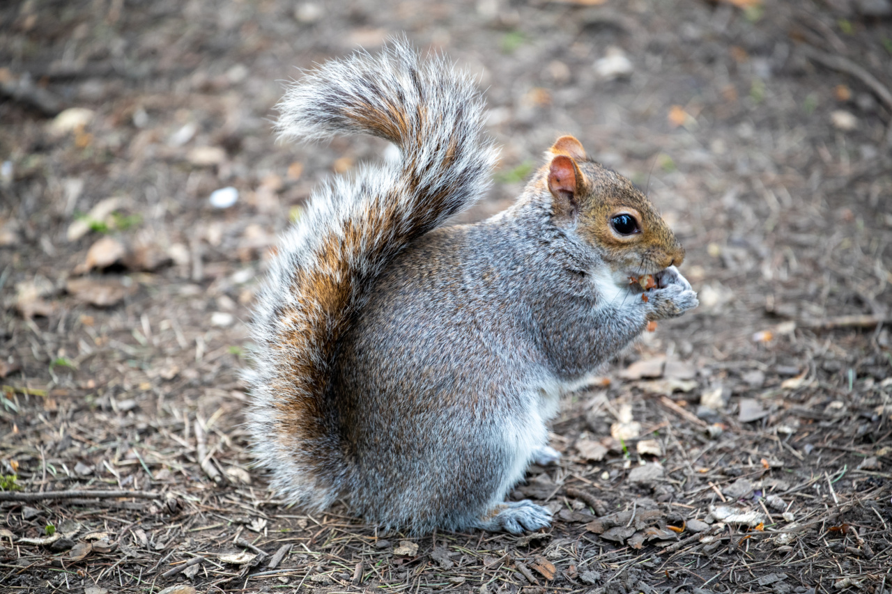 The Super Nut that Cleans Cholesterol Build-Up