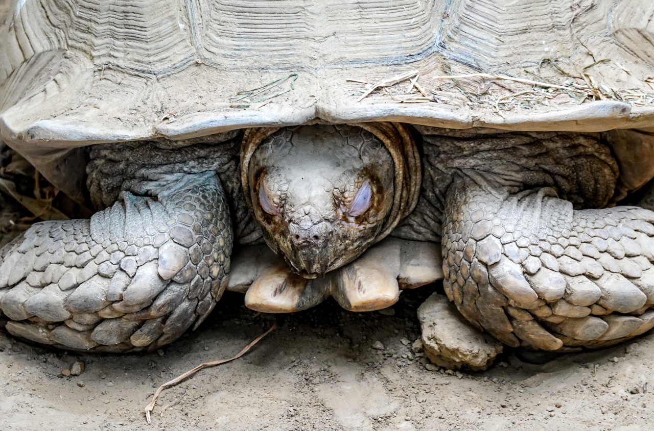 Turtle: Because suddenly ‘frantic’ and hides in its shell