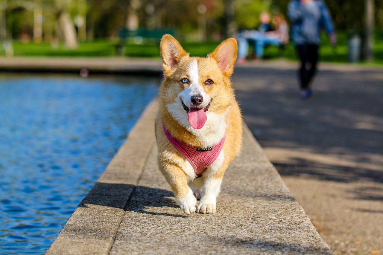 Post-Holiday Dog Grooming 101: Key Areas to Focus On