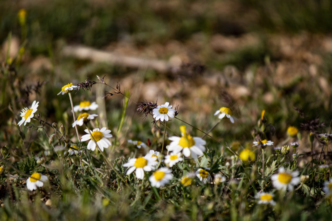 30 Stress-Busting Herbs You Should Know About