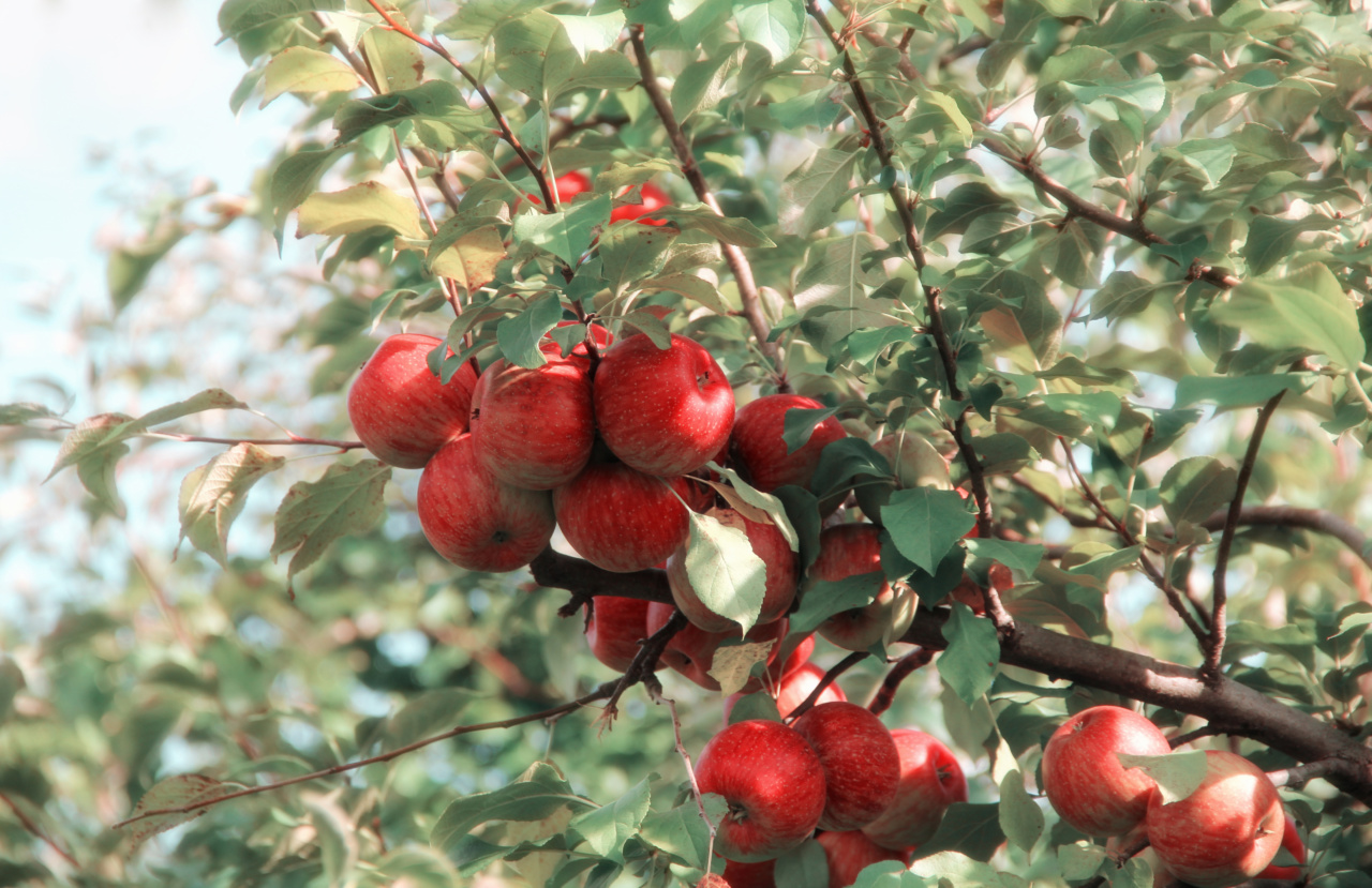 Understanding the Link Between Fruit Consumption and Slower Tumor Growth