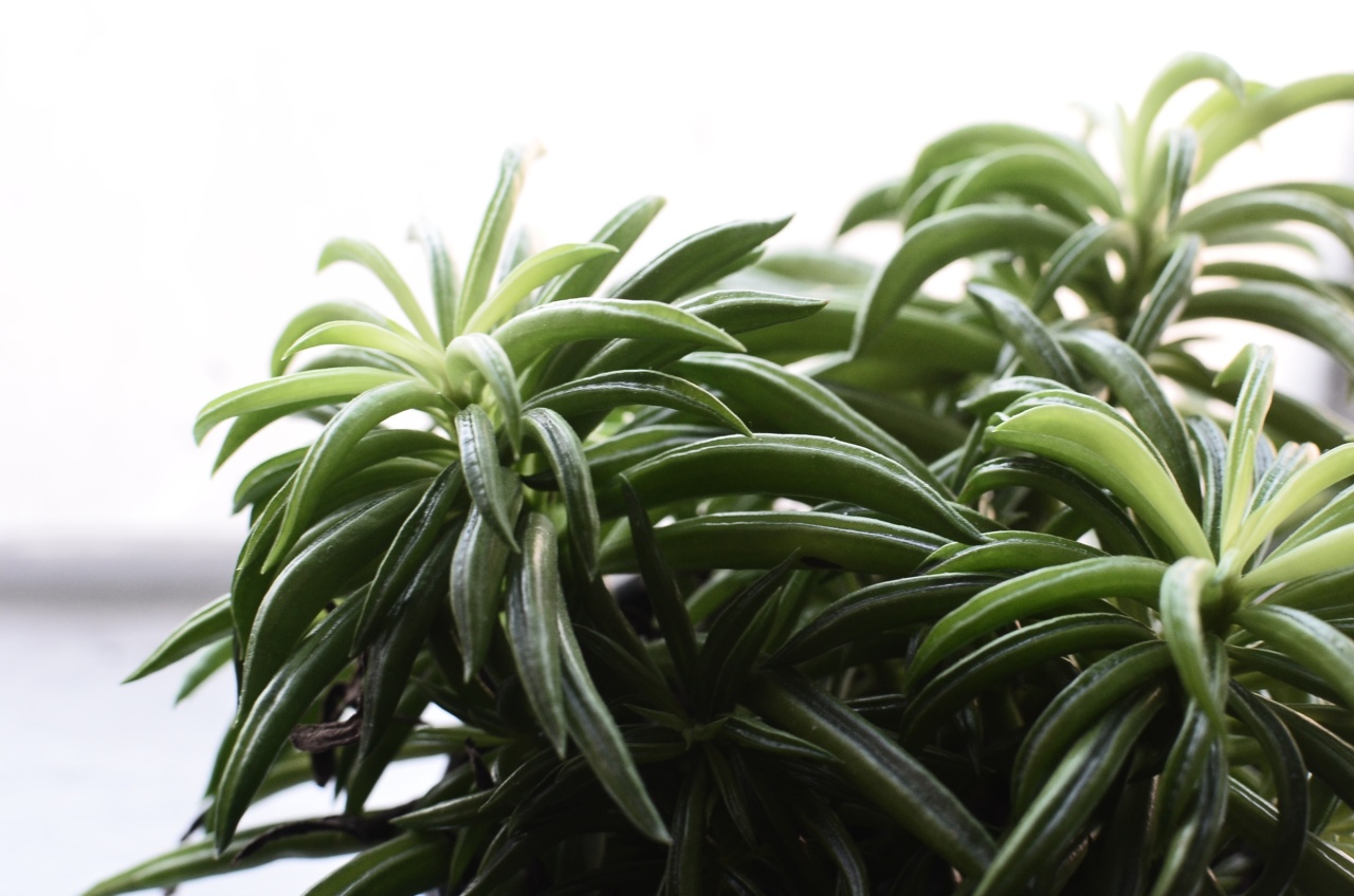 The fragrant herb that enhances memory and prolongs life