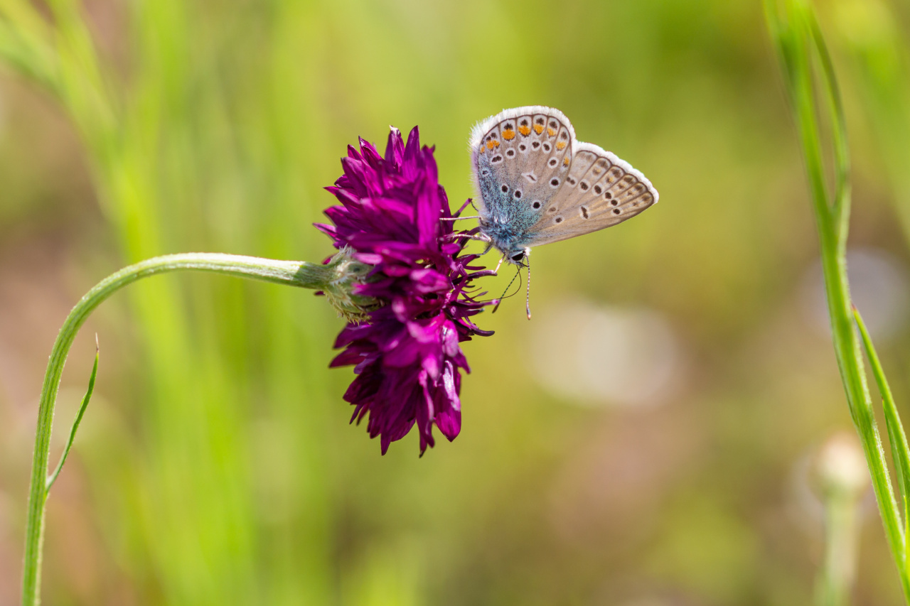 Your Guide to Spring Allergies: The Most Common Causes