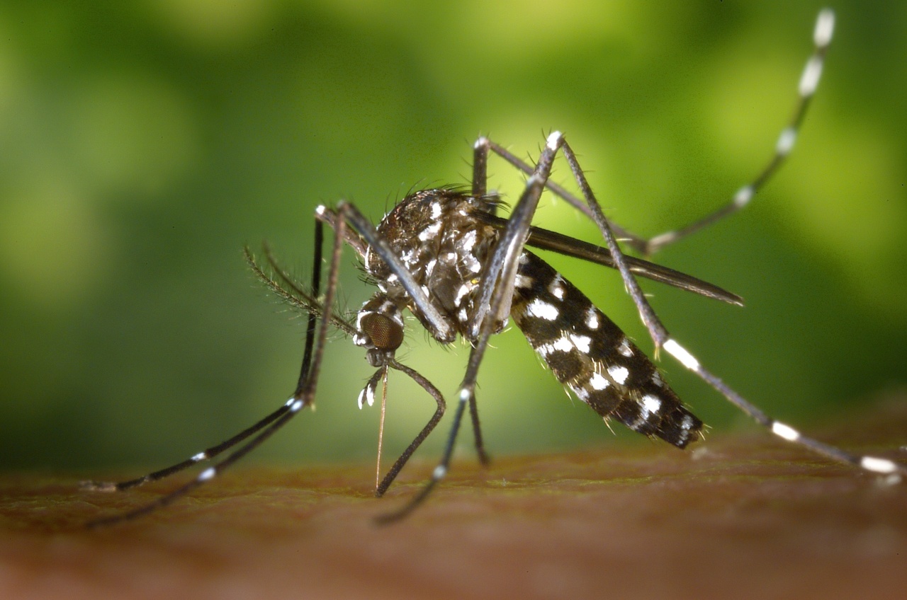 How to Make Your Own Mosquito Repellent