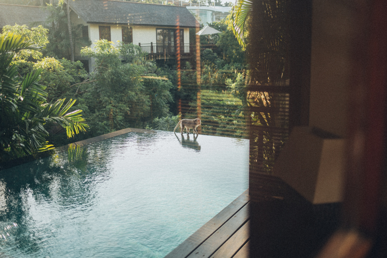 Monkey Prayer House: Probing the Future – 4 Potential Developments