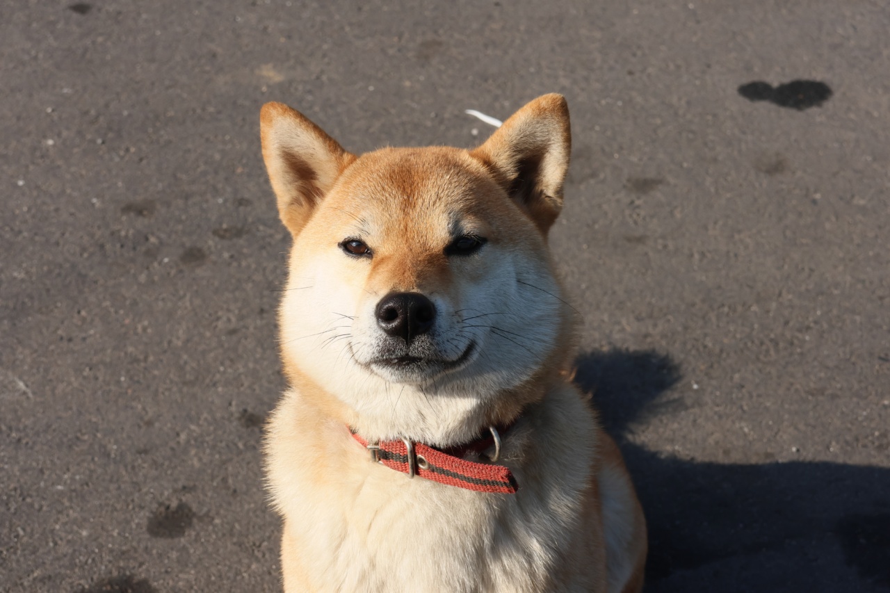 Discovering Dog Breeds That Don’t Trigger Allergies