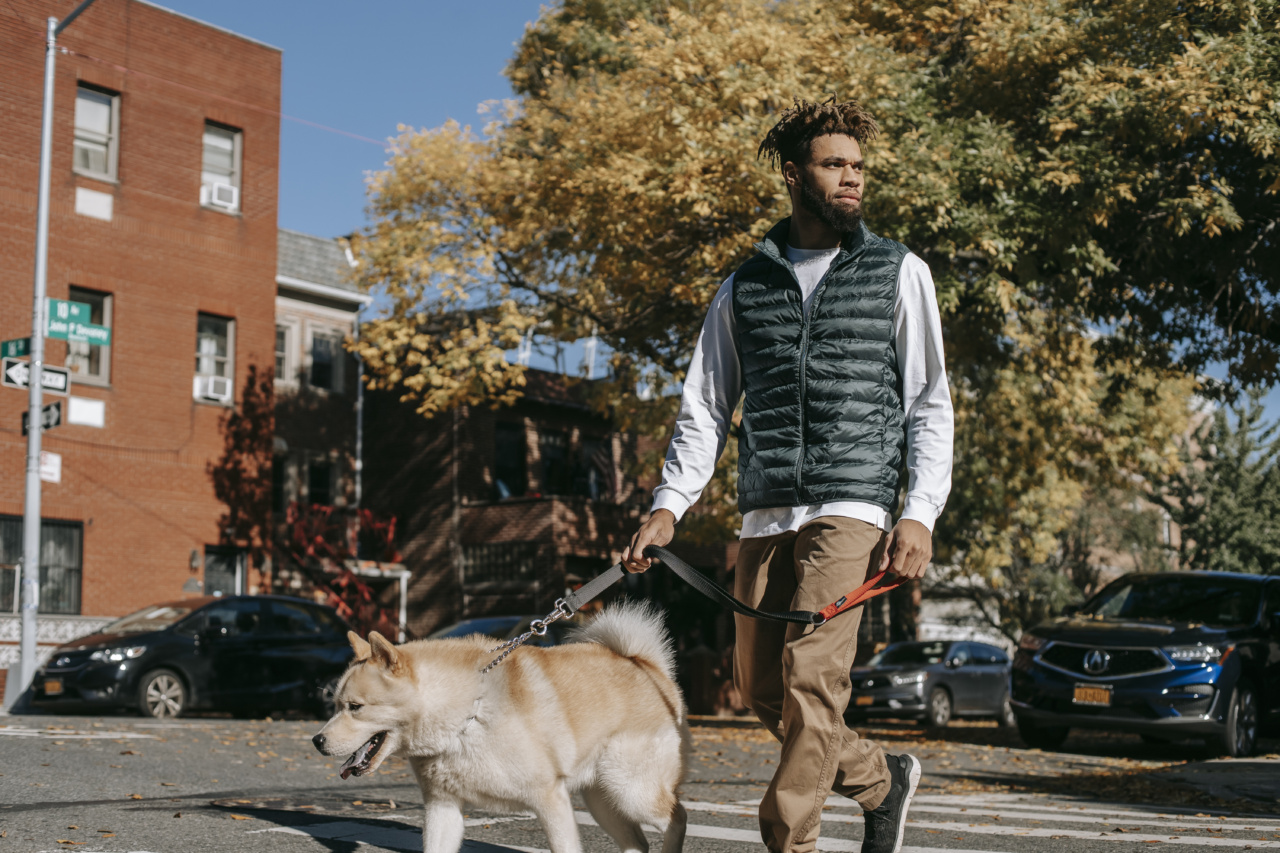 Building a Brighter Future for Stray Pets: Stelios Petsas Leads the Way