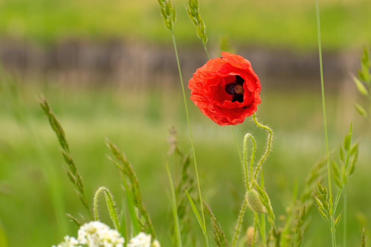 Poppy Oil: A Natural Fertility Booster