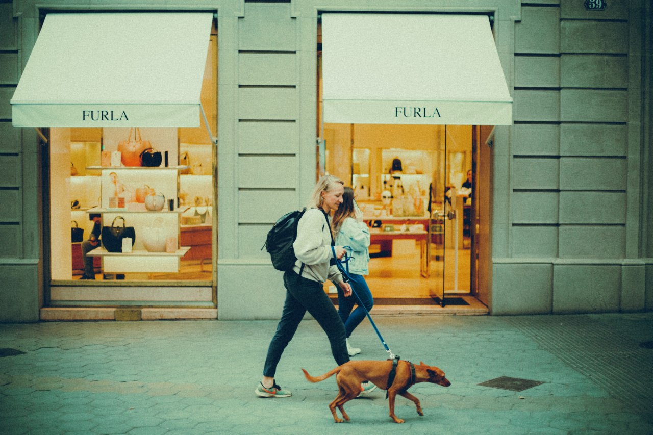 Walking your dog without being pulled