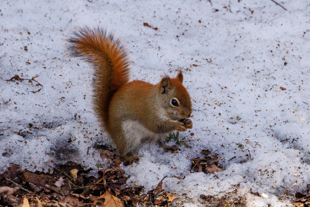 Why does eating something cold give us brain freeze?