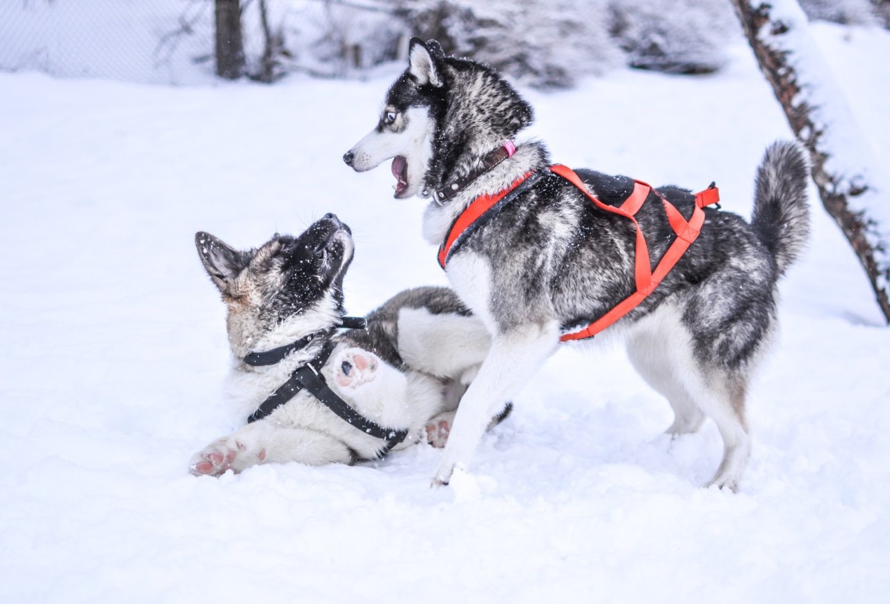 Heroic efforts save dogs stranded on ice