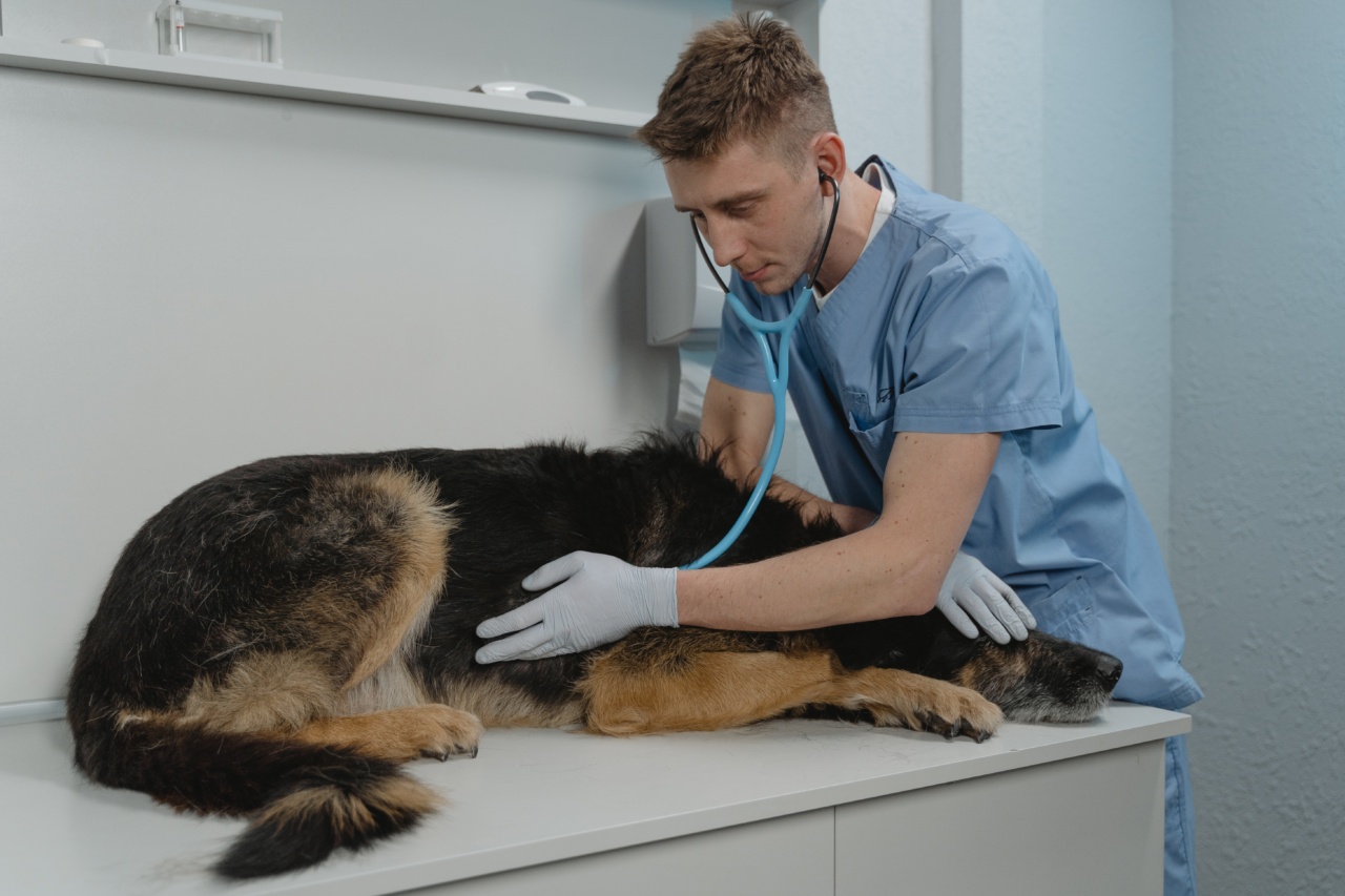 10 Foods That Can Make Your Dog Sick