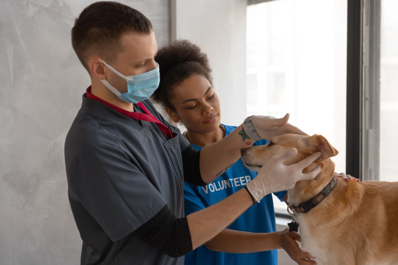 Dog phobias: Examining age-related risk factors