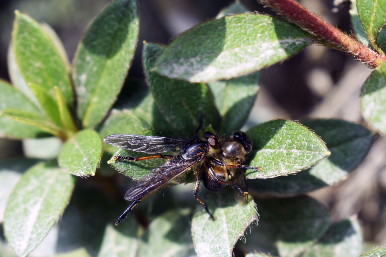 Unknowingly consuming 500 grams of insects annually