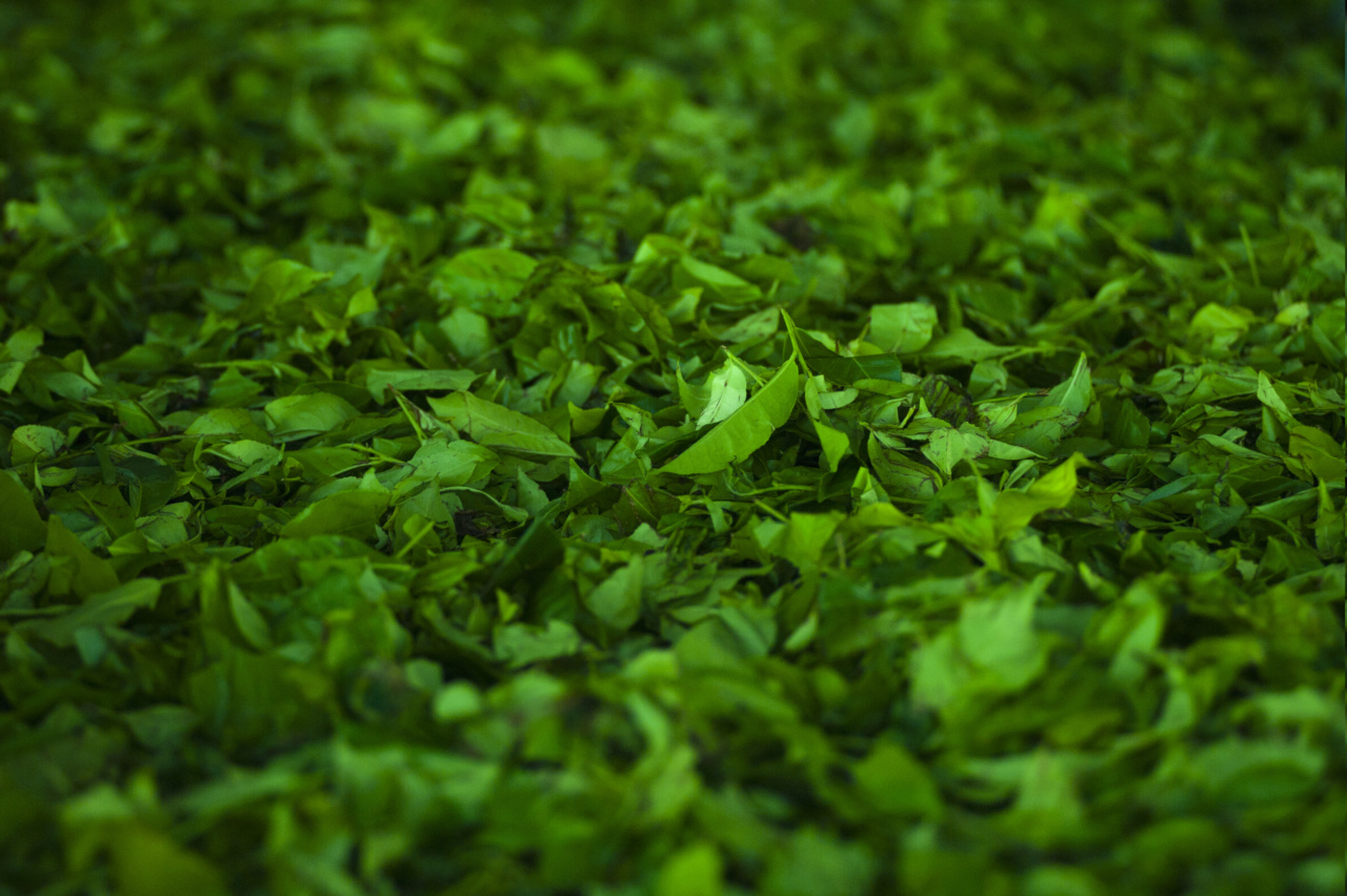 Mastering the art of herb pastry-making