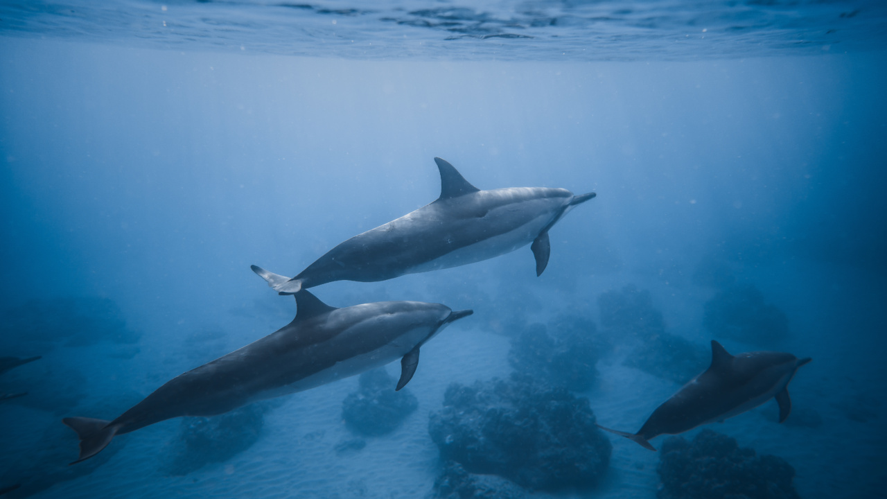 Dolphin conservation: what most don’t know about these creatures