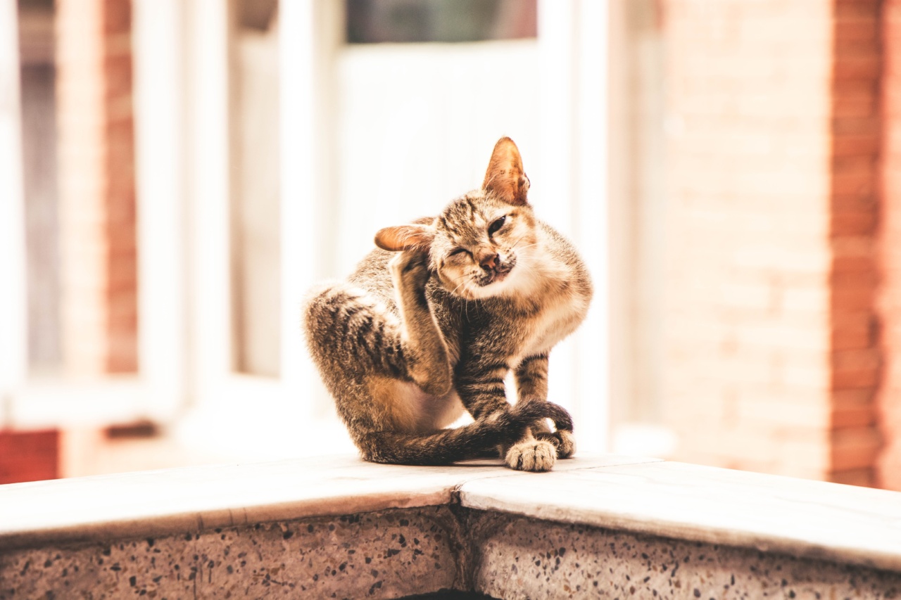 Combatting Pet Itching with a Proper Diet