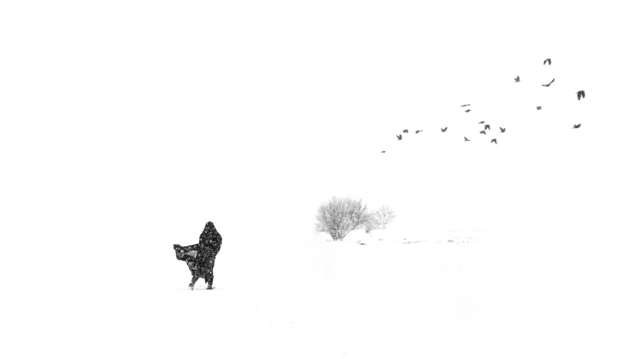 EES Resident Volunteer for Heavy Snowfall Clean-up