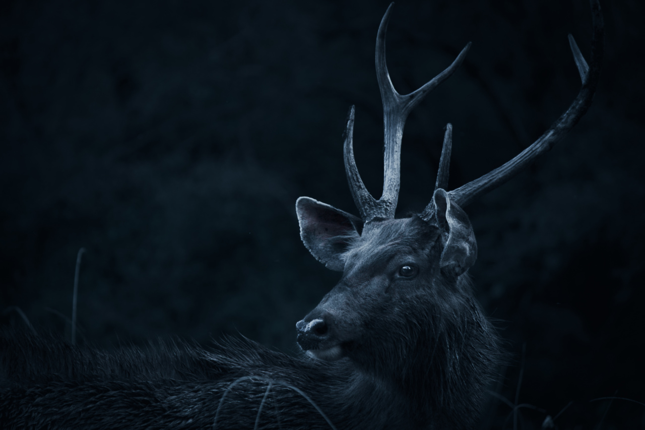 The Mighty Antlers of the Powerful White-Tailed Deer