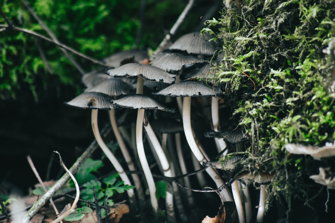 Discover the HPV Fighting Powers of Mushrooms