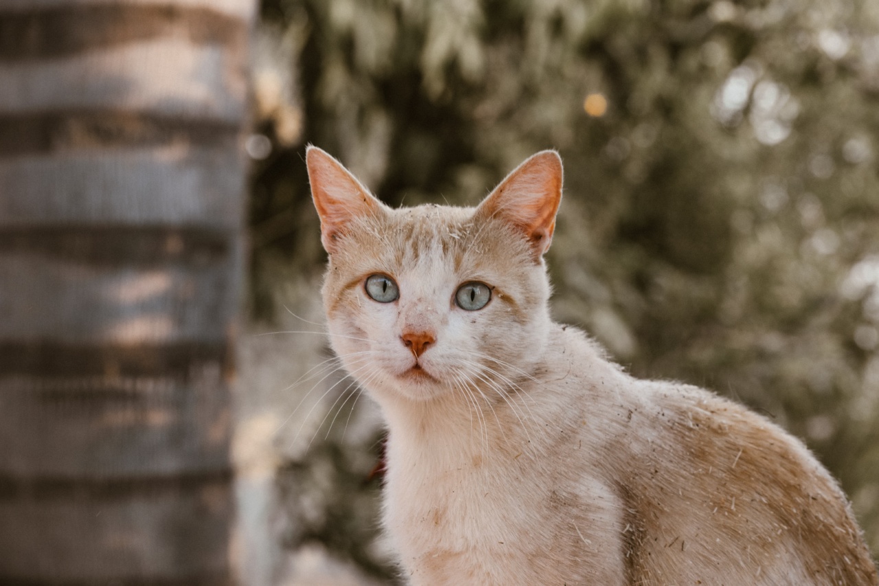 Zena: The Miracle Kitty