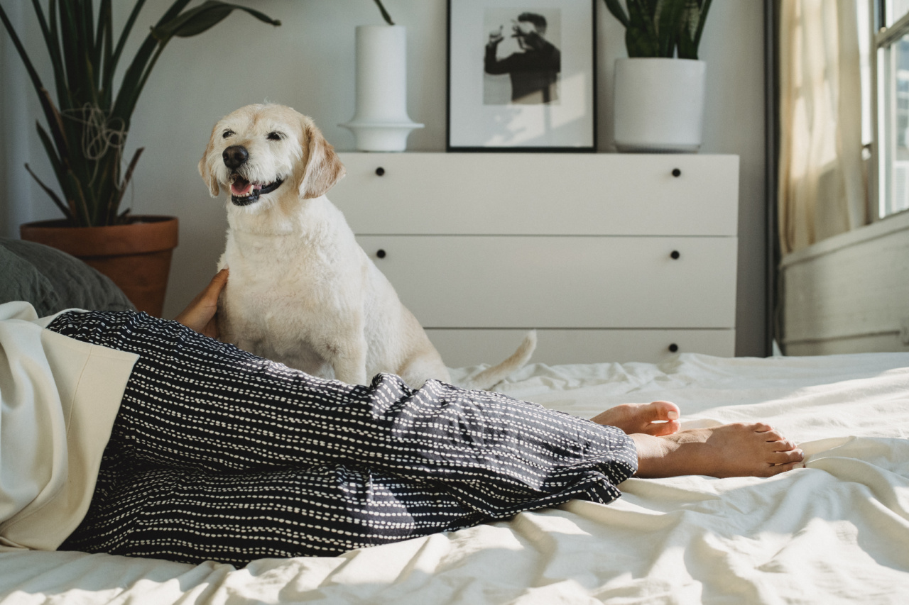 What can I do to keep my dog off the bed?