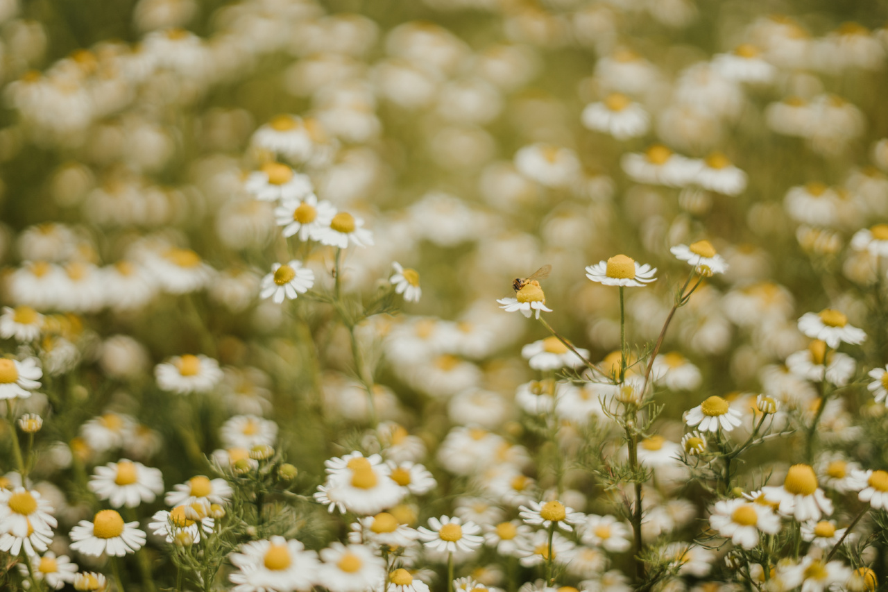 The best herb for irritable bowel syndrome