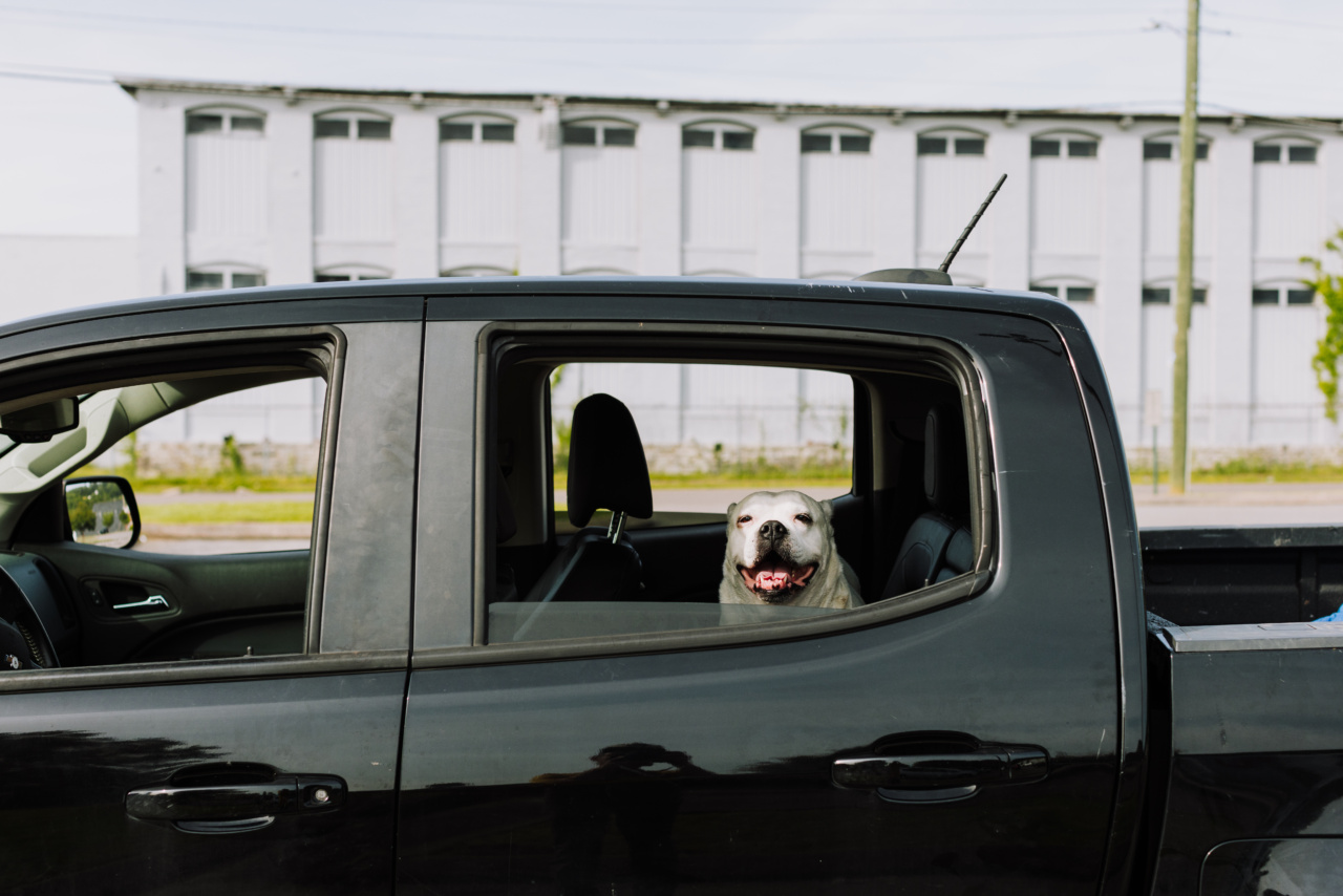 How to Stop Your Dog From Barking in the Car