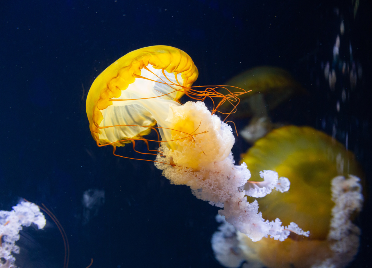 Fish Carry Antibiotics that are Dangerous to Public Health