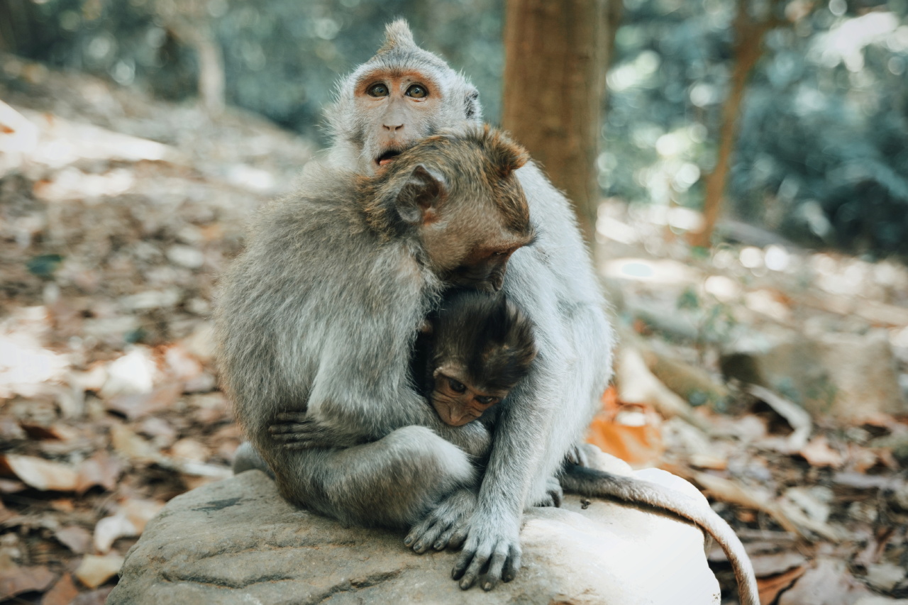 Life Insurance: The Ultimate Family Protection