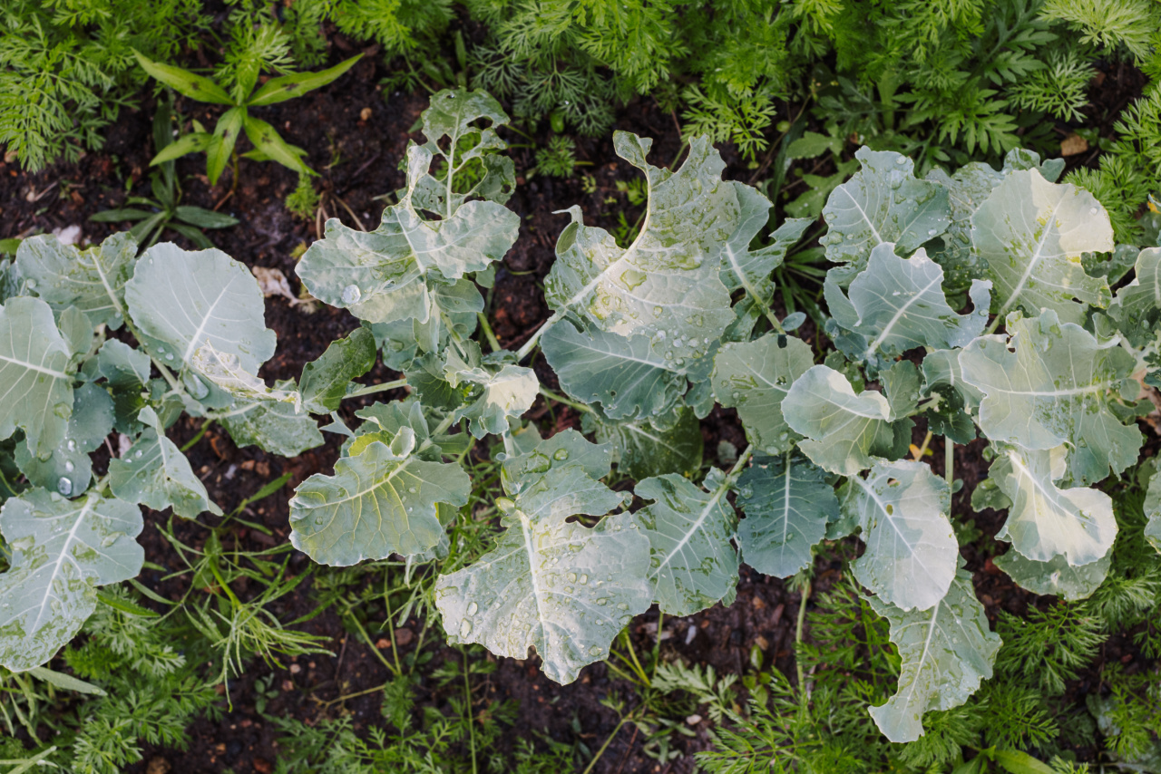 The veggie that lowers cholesterol levels